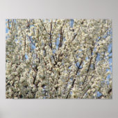 Bradford Pear Tree Blooms Poster (Vorne)