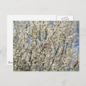 Bradford Pear Tree Blooms Postkarte (Vorne/Hinten)