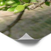 Bradford Pear tree - Poster (Ecke)