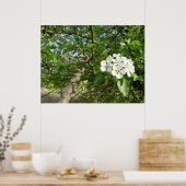 Bradford Pear tree - Poster (Küche)