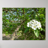 Bradford Pear tree - Poster (Vorne)