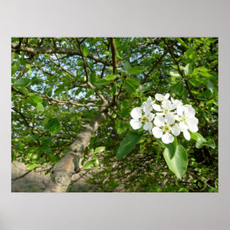 Bradford Pear tree - Poster