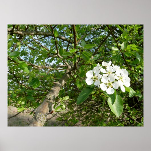 Bradford Pear tree - Poster (Vorne)