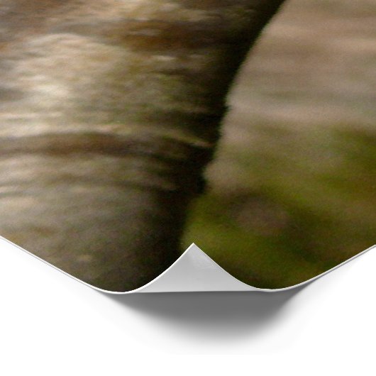 Bradford Pear tree - Poster (Ecke)