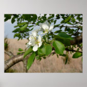 Bradford Pear tree - Poster (Vorne)