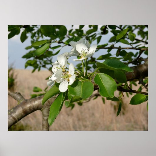 Bradford Pear tree - Poster (Vorne)
