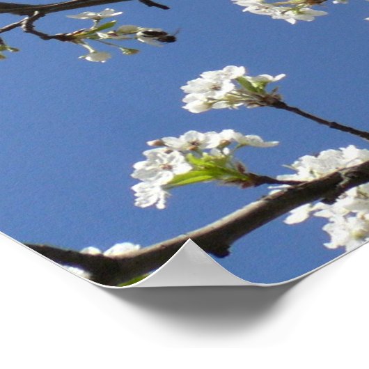 Bradford Pear Tree - Poster (Ecke)