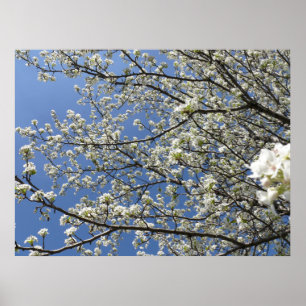Bradford Pear Tree - Poster