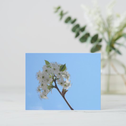 Bradford Pear Tree Postkarte (Stehend Vorderseite)