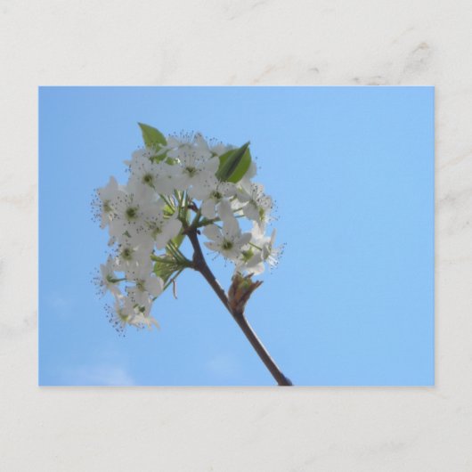 Bradford Pear Tree Postkarte (Vorderseite)