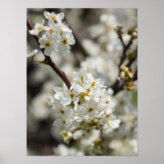 Bradford Select Focus Poster (Vorne)