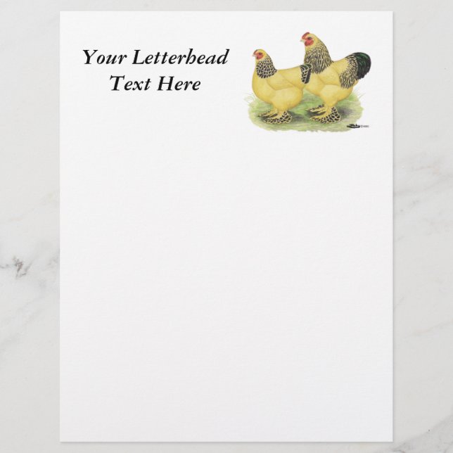 Brahma Buff Pair (Vorderseite)