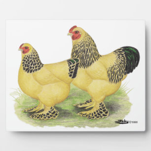 Brahma Buff Pair Fotoplatte