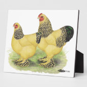 Brahma Buff Pair Fotoplatte (Seite)