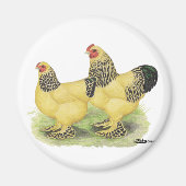 Brahma Buff Pair Magnet (Vorne)