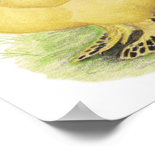 Brahma Buff Pair Poster (Ecke)