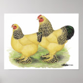 Brahma Buff Pair Poster (Vorne)