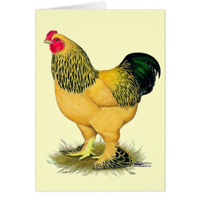 Brahma: Buff Rooster (Vorne)