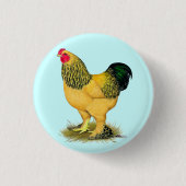 Brahma: Buff Rooster Button (Vorderseite)