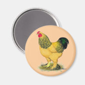 Brahma: Buff Rooster Magnet (Vorderseite/Rückseite)