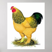 Brahma: Buff Rooster Poster (Vorne)