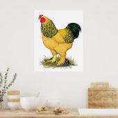 Brahma: Buff Rooster Poster (Küche)