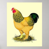 Brahma: Buff Rooster Poster (Vorne)