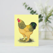 Brahma: Buff Rooster Postkarte (Stehend Vorderseite)