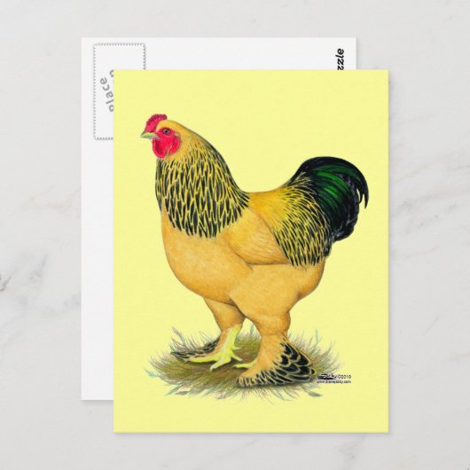 Brahma: Buff Rooster Postkarte (Vorne/Hinten)
