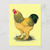 Brahma: Buff Rooster Postkarte (Vorderseite)