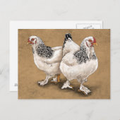 Brahma Chicken Hens Postcard Postkarte (Vorne/Hinten)