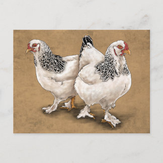 Brahma Chicken Hens Postcard Postkarte