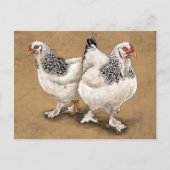 Brahma Chicken Hens Postcard Postkarte (Vorderseite)