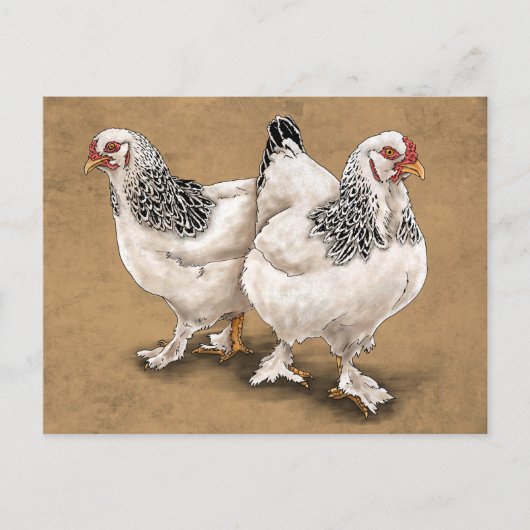 Brahma Chicken Hens Postcard Postkarte (Vorderseite)