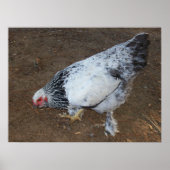 Brahma Chicken Poster (Vorne)