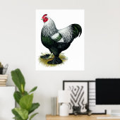 Brahma: Dark Rooster Poster (Heimbüro)