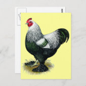 Brahma: Dark Rooster Postkarte (Vorne/Hinten)