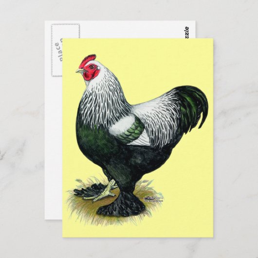 Brahma: Dark Rooster Postkarte (Vorne/Hinten)