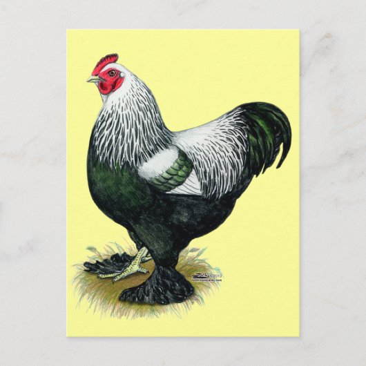 Brahma: Dark Rooster Postkarte (Vorderseite)