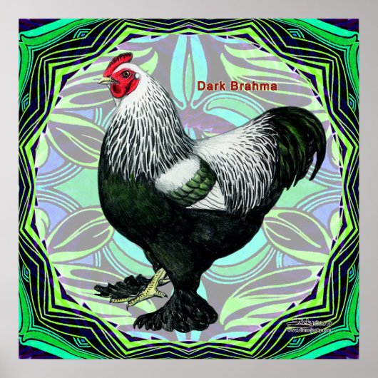 Brahma: Fancy Dark Rooster Poster (Vorne)