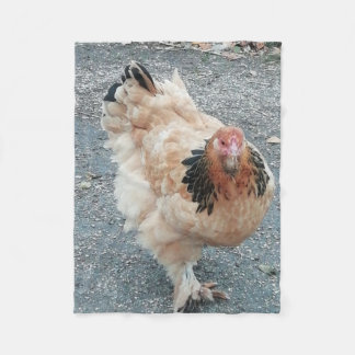 Brahma Huhn, das einen Stroll. nimmt Fleecedecke