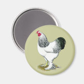 Brahma: Light Rooster Magnet (Vorderseite/Rückseite)