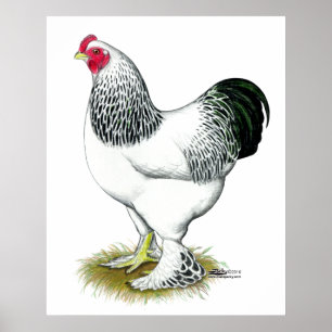 Brahma: Light Rooster Poster