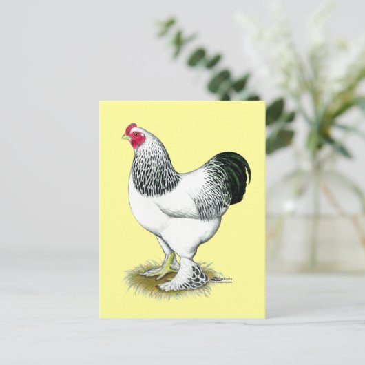 Brahma:  Light Rooster Postkarte (Stehend Vorderseite)