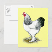 Brahma:  Light Rooster Postkarte (Vorne/Hinten)