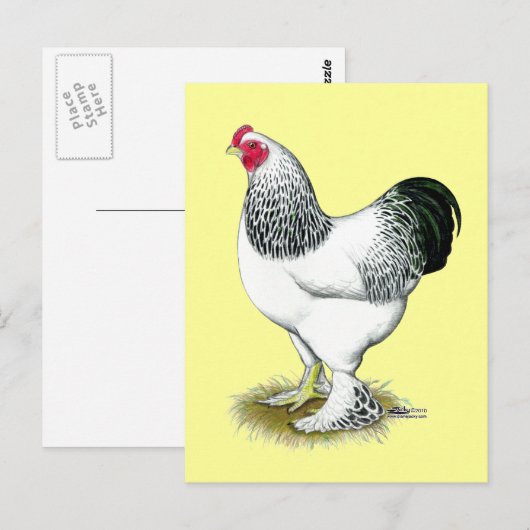 Brahma:  Light Rooster Postkarte (Vorne/Hinten)