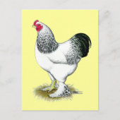 Brahma:  Light Rooster Postkarte (Vorderseite)