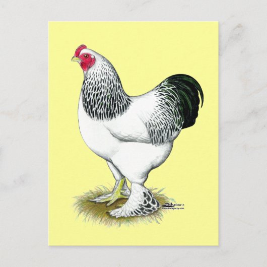 Brahma:  Light Rooster Postkarte (Vorderseite)