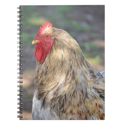 Brahma Rooster-Notebook Notizblock (Vorderseite)