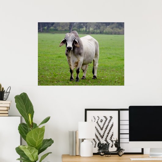 Brahman (alias Brahma) Bull in Field Poster (Heimbüro)